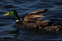 Mallard male - G